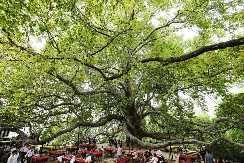 Historic İnkaya Tree